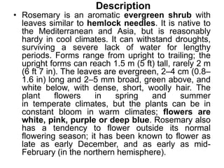 Description
• Rosemary is an aromatic evergreen shrub with
leaves similar to hemlock needles. It is native to
the Mediterranean and Asia, but is reasonably
hardy in cool climates. It can withstand droughts,
surviving a severe lack of water for lengthy
periods. Forms range from upright to trailing; the
upright forms can reach 1.5 m (5 ft) tall, rarely 2 m
(6 ft 7 in). The leaves are evergreen, 2–4 cm (0.8–
1.6 in) long and 2–5 mm broad, green above, and
white below, with dense, short, woolly hair. The
plant flowers in spring and summer
in temperate climates, but the plants can be in
constant bloom in warm climates; flowers are
white, pink, purple or deep blue. Rosemary also
has a tendency to flower outside its normal
flowering season; it has been known to flower as
late as early December, and as early as mid-
February (in the northern hemisphere).
 