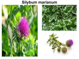 Silybum marianum
 