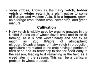 • Vicia villosa, known as the hairy vetch, fodder
vetch or winter vetch, is a plant native to some
of Europe and western Asia. It is a legume, grown
as a forage crop, fodder crop, cover crop, and green
manure.
Cultivation
• Hairy vetch is widely used by organic growers in the
United States as a winter cover crop and in no-till
farming, as it is both winter hardy and can fix as
much as 200 lb/acre of atmospheric
nitrogen. Disadvantages of hairy vetch in production
agriculture are related to the crop having a portion of
hard seed and its tendency to shatter seed early in
the season, leading to it remaining in the field as a
weed later in the season. This can be a particular
problem in wheat production.
 