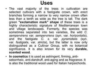 Uses
• The vast majority of the trees in cultivation are
selected cultivars with a fastigiate crown, with erect
branches forming a narrow to very narrow crown often
less than a tenth as wide as the tree is tall. The dark
green "exclamation mark" shape of these trees is a
highly characteristic signature of Mediterranean town
and village landscapes. Formerly, the species was
sometimes separated into two varieties, the wild C.
sempervirens var. sempervirens (syn. var. horizontalis),
and the fastigiate C. s. var. pyramidalis (syn.
var. fastigiata, var. stricta), but the latter is now only
distinguished as a Cultivar Group, with no botanical
significance. It is also known for its very durable,
scented wood.
• In cosmetics it is used as astringent, firming, anti-
seborrheic, anti-dandruff, anti-aging and as fragrance. It
is also the traditional wood used for Italian harpsichords.
 