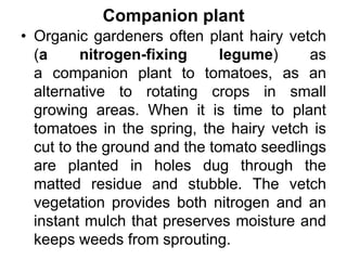 Companion plant
• Organic gardeners often plant hairy vetch
(a nitrogen-fixing legume) as
a companion plant to tomatoes, as an
alternative to rotating crops in small
growing areas. When it is time to plant
tomatoes in the spring, the hairy vetch is
cut to the ground and the tomato seedlings
are planted in holes dug through the
matted residue and stubble. The vetch
vegetation provides both nitrogen and an
instant mulch that preserves moisture and
keeps weeds from sprouting.
 