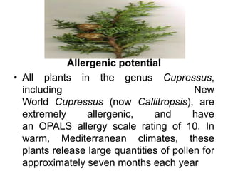 Allergenic potential
• All plants in the genus Cupressus,
including New
World Cupressus (now Callitropsis), are
extremely allergenic, and have
an OPALS allergy scale rating of 10. In
warm, Mediterranean climates, these
plants release large quantities of pollen for
approximately seven months each year
 