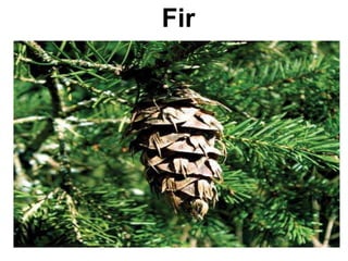 Fir
 