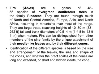 • Firs (Abies) are a genus of 48–
56 species of evergreen coniferous trees in
the family Pinaceae. They are found through much
of North and Central America, Europe, Asia, and North
Africa, occurring in mountains over most of the range.
They are large trees, reaching heights of 10–80 m (33–
262 ft) tall and trunk diameters of 0.5–4 m (1 ft 8 in–13 ft
1 in) when mature. Firs can be distinguished from other
members of the pine family by the unique attachment of
their needle-like leaves and by their different cones.
• Identification of the different species is based on the size
and arrangement of the leaves, the size and shape of
the cones, and whether the bract scales of the cones are
long and exserted, or short and hidden inside the cone.
 