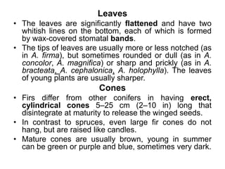 Leaves
• The leaves are significantly flattened and have two
whitish lines on the bottom, each of which is formed
by wax-covered stomatal bands.
• The tips of leaves are usually more or less notched (as
in A. firma), but sometimes rounded or dull (as in A.
concolor, A. magnifica) or sharp and prickly (as in A.
bracteata, A. cephalonica, A. holophylla). The leaves
of young plants are usually sharper.
Cones
• Firs differ from other conifers in having erect,
cylindrical cones 5–25 cm (2–10 in) long that
disintegrate at maturity to release the winged seeds.
• In contrast to spruces, even large fir cones do not
hang, but are raised like candles.
• Mature cones are usually brown, young in summer
can be green or purple and blue, sometimes very dark.
 