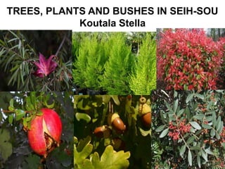 TREES, PLANTS AND BUSHES IN SEIH-SOU
Koutala Stella
 