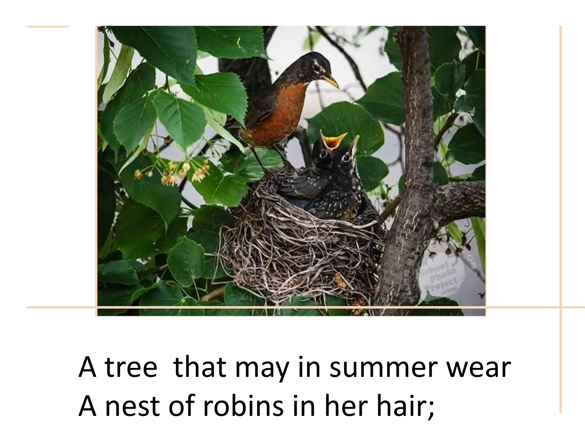 A tree that may in summer wear
A nest of robins in her hair;
 