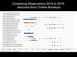 Comparing Observations 2015 to 2016:
Aesculus flava (Yellow Buckeye)
 
