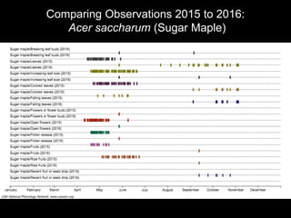 Comparing Observations 2015 to 2016:
Acer saccharum (Sugar Maple)
 