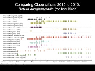 Comparing Observations 2015 to 2016:
Betula alleghaniensis (Yellow Birch)
 