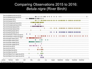 Comparing Observations 2015 to 2016:
Betula nigra (River Birch)
 