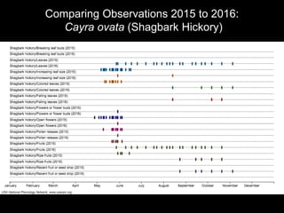 Comparing Observations 2015 to 2016:
Cayra ovata (Shagbark Hickory)
 