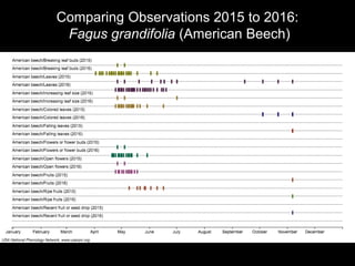 Comparing Observations 2015 to 2016:
Fagus grandifolia (American Beech)
 