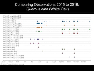 Comparing Observations 2015 to 2016:
Quercus alba (White Oak)
 