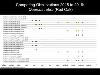 Comparing Observations 2015 to 2016:
Quercus rubra (Red Oak)
 