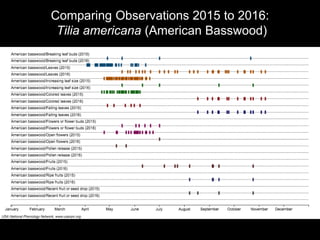 Comparing Observations 2015 to 2016:
Tilia americana (American Basswood)
 