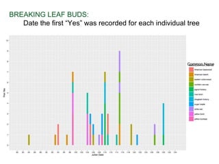 Common Name
BREAKING LEAF BUDS:
Date the first “Yes” was recorded for each individual tree
 