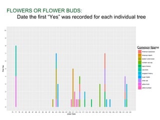 Common Name
FLOWERS OR FLOWER BUDS:
Date the first “Yes” was recorded for each individual tree
Common Name
 
