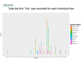 Common Name
FRUITS:
Date the first “Yes” was recorded for each individual tree
 