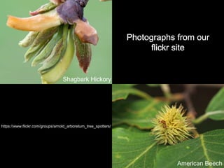 Photographs from our
flickr site
https://www.flickr.com/groups/arnold_arboretum_tree_spotters/
American Beech
Shagbark Hickory
 