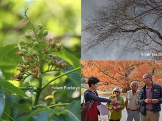 Yellow Buckeye
River Birch
 