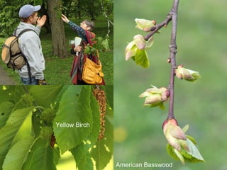 American Basswood
Yellow Birch
 