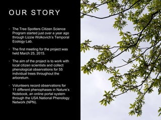 O U R S T O R Y
• The Tree Spotters Citizen Science
Program started just over a year ago
through Lizzie Wolkovich’s Temporal
Ecology Lab.
• The first meeting for the project was
held March 25, 2015.
• The aim of the project is to work with
local citizen scientists and collect
phenological observations for 55
individual trees throughout the
arboretum.
• Volunteers record observations for
11 different phenophases in Nature’s
Notebook, an online portal system
through the USA National Phenology
Network (NPN).
 