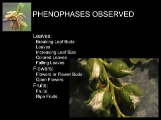Leaves:
Breaking Leaf Buds
Leaves
Increasing Leaf Size
Colored Leaves
Falling Leaves
Flowers:
Flowers or Flower Buds
Open Flowers
Fruits:
Fruits
Ripe Fruits
PHENOPHASES OBSERVED
 