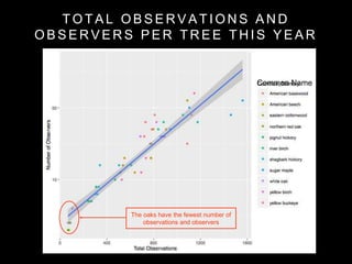T O T A L O B S E R V A T I O N S A N D
O B S E R V E R S P E R T R E E T H I S Y E A R
Common Name
The oaks have the fewest number of
observations and observers
 