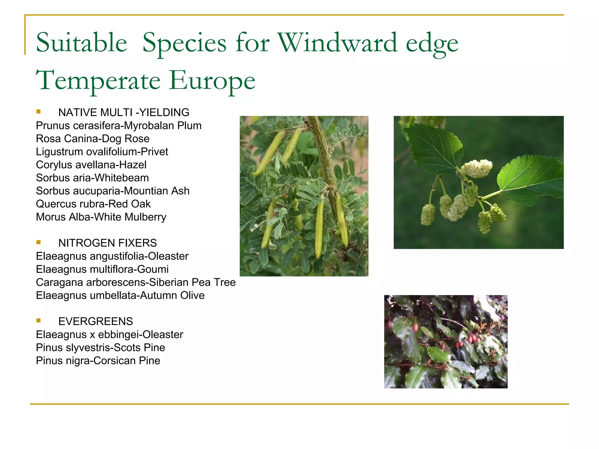 Suitable Species for Windward edge
Temperate Europe
   NATIVE MULTI -YIELDING
Prunus cerasifera-Myrobalan Plum
Rosa Canina-Dog Rose
Ligustrum ovalifolium-Privet
Corylus avellana-Hazel
Sorbus aria-Whitebeam
Sorbus aucuparia-Mountian Ash
Quercus rubra-Red Oak
Morus Alba-White Mulberry

   NITROGEN FIXERS
Elaeagnus angustifolia-Oleaster
Elaeagnus multiflora-Goumi
Caragana arborescens-Siberian Pea Tree
Elaeagnus umbellata-Autumn Olive

   EVERGREENS
Elaeagnus x ebbingei-Oleaster
Pinus slyvestris-Scots Pine
Pinus nigra-Corsican Pine
 