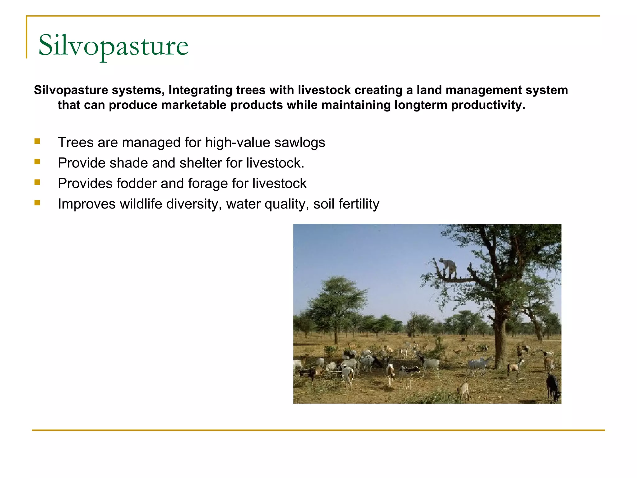 Silvopasture
Silvopasture systems, Integrating trees with livestock creating a land management system 
    that can produce marketable products while maintaining longterm productivity.

   Trees are managed for high-value sawlogs
   Provide shade and shelter for livestock.
   Provides fodder and forage for livestock
   Improves wildlife diversity, water quality, soil fertility
 