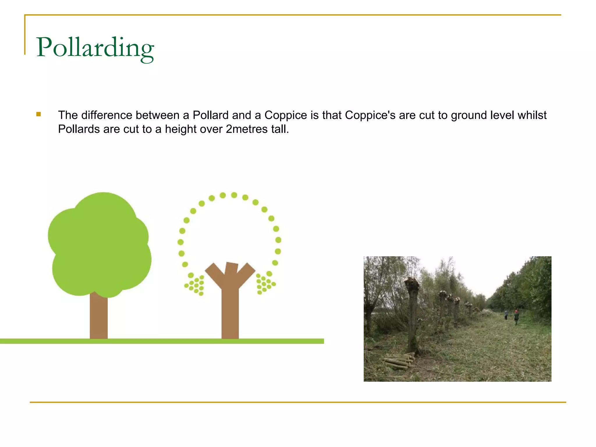 Pollarding

   The difference between a Pollard and a Coppice is that Coppice's are cut to ground level whilst
    Pollards are cut to a height over 2metres tall.
 
