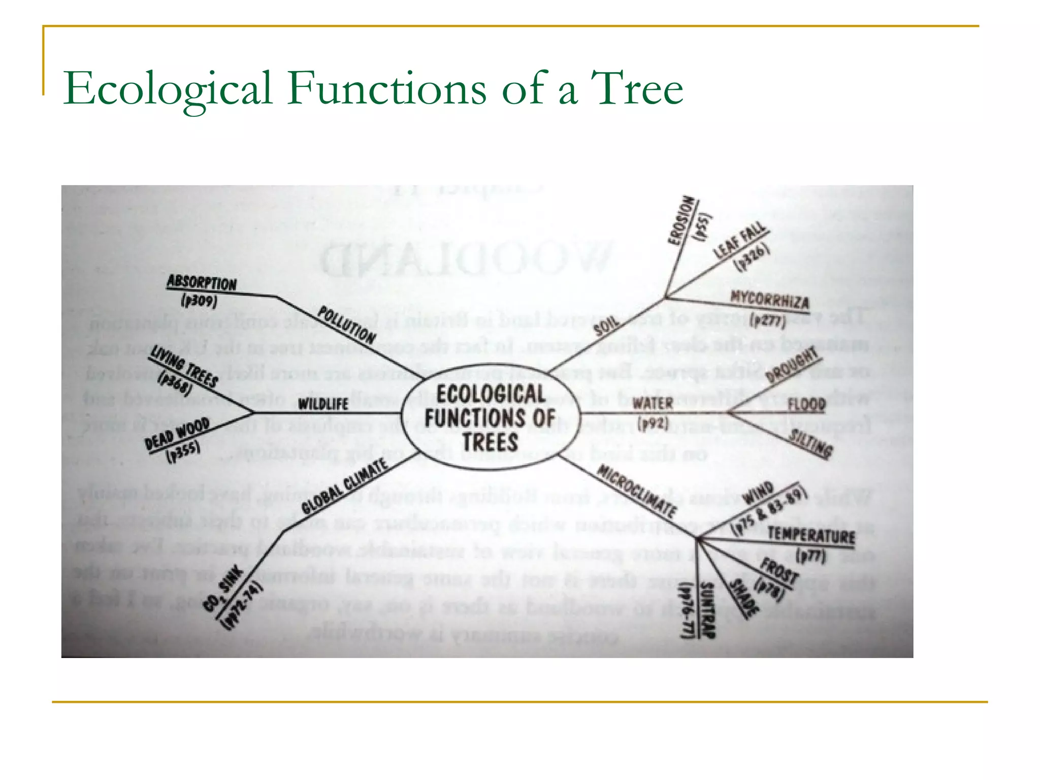 Ecological Functions of a Tree
 