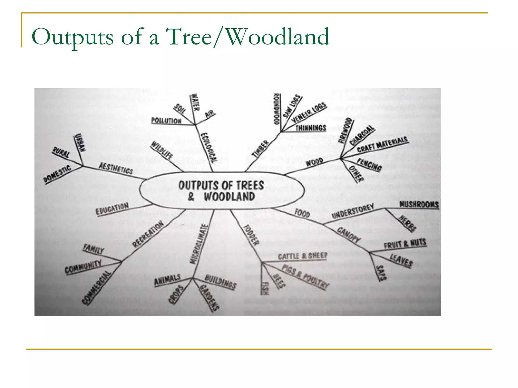 Outputs of a Tree/Woodland
 