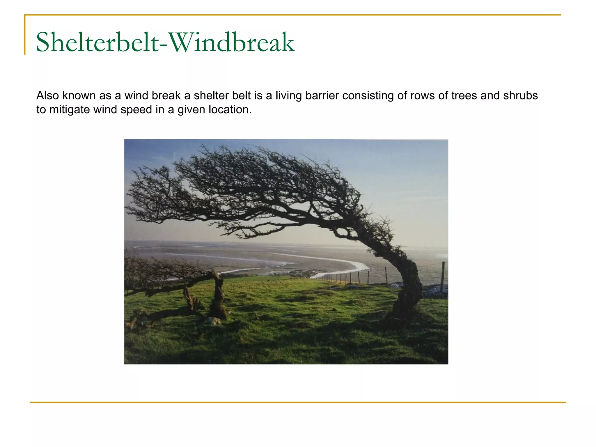 Shelterbelt-Windbreak
Also known as a wind break a shelter belt is a living barrier consisting of rows of trees and shrubs
to mitigate wind speed in a given location.
 