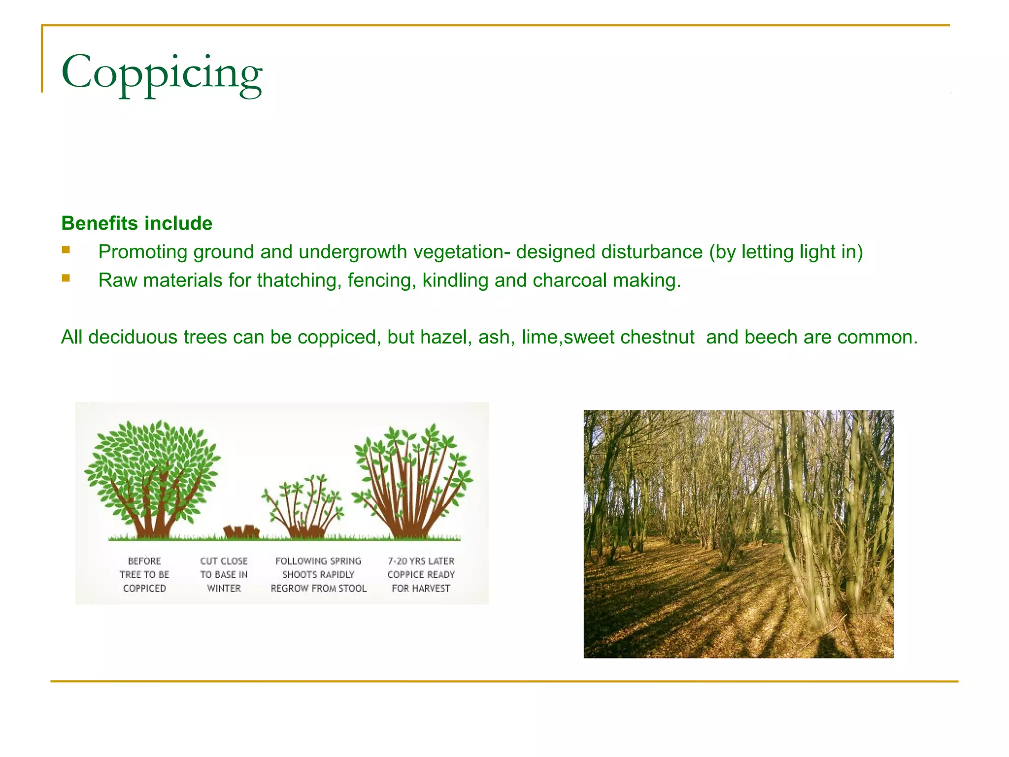 Trees power point | PPT | Gardening | Home & Garden