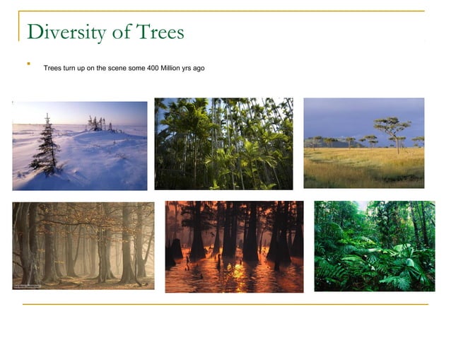 Trees power point | PPT | Gardening | Home & Garden