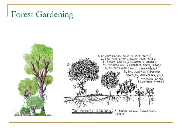 Trees power point | PPT | Gardening | Home & Garden