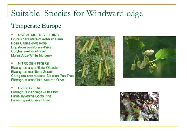 Trees power point | PPT | Gardening | Home & Garden