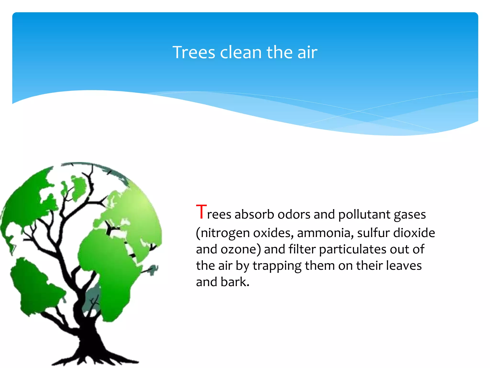 Trees clean the air
Trees absorb odors and pollutant gases
(nitrogen oxides, ammonia, sulfur dioxide
and ozone) and filter particulates out of
the air by trapping them on their leaves
and bark.