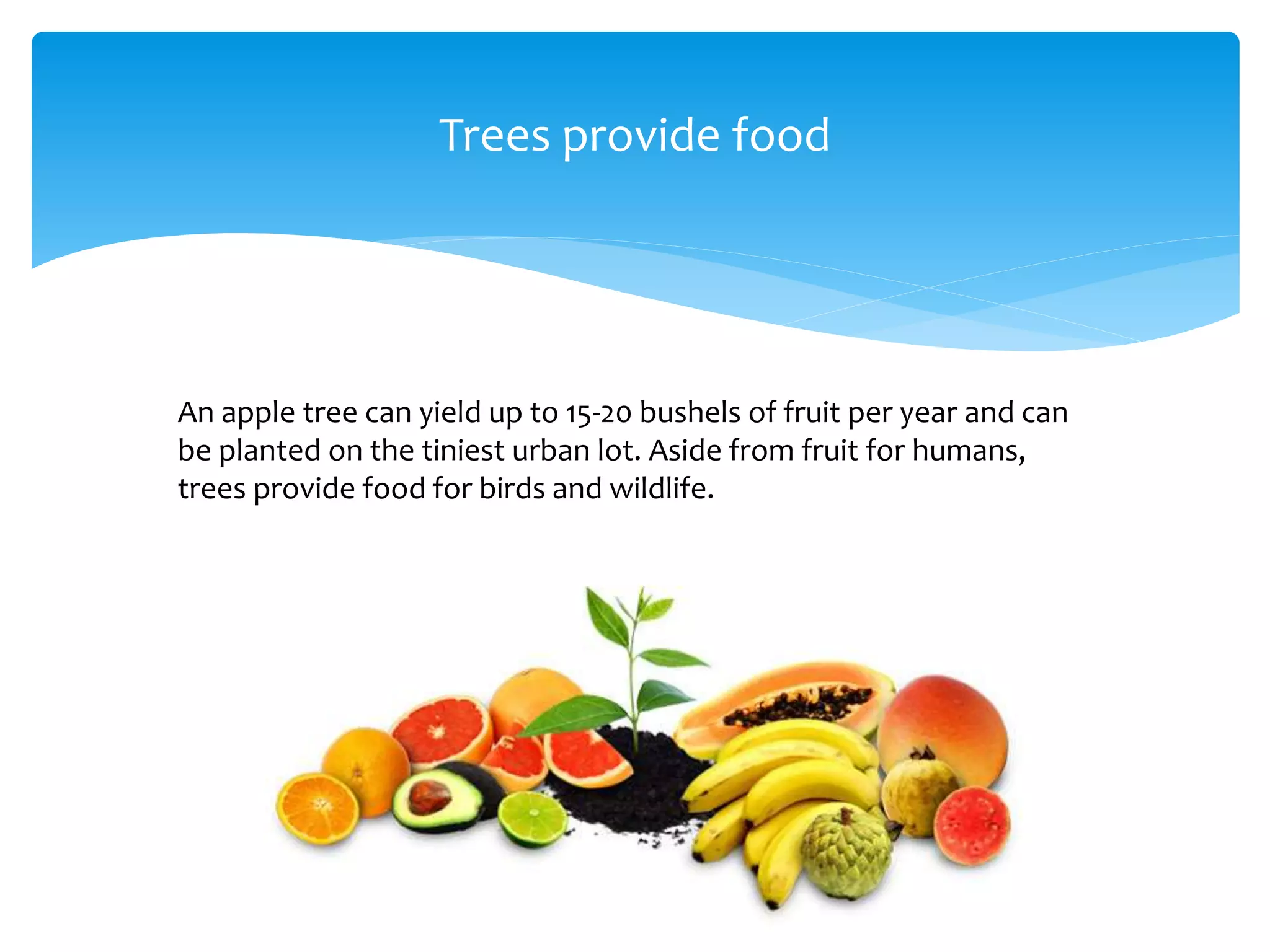 Trees provide food
An apple tree can yield up to 15-20 bushels of fruit per year and can
be planted on the tiniest urban lot. Aside from fruit for humans,
trees provide food for birds and wildlife.
