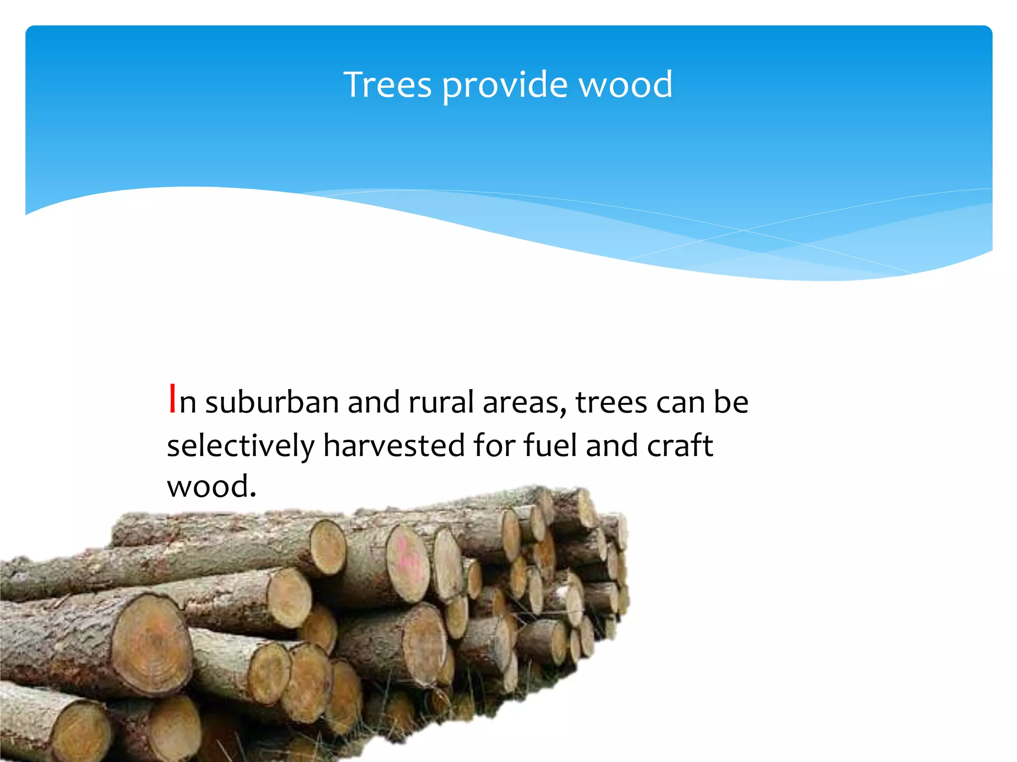 Trees provide wood
In suburban and rural areas, trees can be
selectively harvested for fuel and craft
wood.