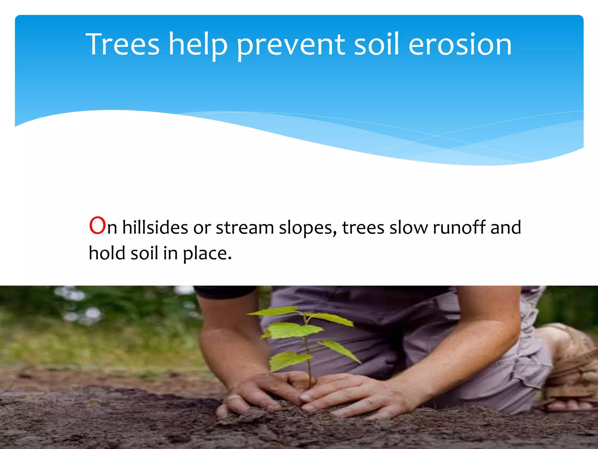 Trees help prevent soil erosion
On hillsides or stream slopes, trees slow runoff and
hold soil in place.