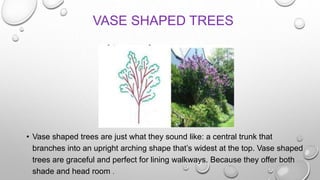 Ornamental trees in landscape india.pptx