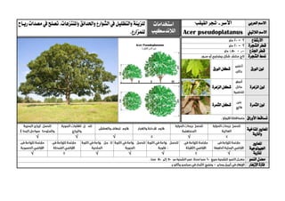 ‫العربي‬ ‫االسم‬‫األسر‬-"‫شجر‬"‫القيقب‬‫استخدامات‬
‫الال‬‫ندسكيب‬
‫واملنتزهات‬ ‫واحلدائق‬ ‫الشوارع‬ ‫يف‬ ‫والتظليل‬ ‫للزينة‬‫ريياح‬ ‫مصدات‬ ‫يف‬ ‫تصلح‬ .
.‫للمزارع‬ ‫الالتيين‬ ‫االسم‬Acer pseudoplatanus
‫االرتفاع‬
‫الشجرة‬ ‫قطر‬
‫اجلذع‬ ‫قطر‬
‫الشجرة‬ ‫منط‬
‫ا‬ ‫لون‬‫لورق‬‫الورق‬ ‫شكل‬
‫الزهرة‬ ‫لون‬‫الزهرة‬ ‫شكل‬
‫الثمرة‬ ‫لون‬‫الثمرة‬ ‫شكل‬
‫األوراق‬ ‫تساقط‬
‫ا‬‫ملعايري‬‫املناخية‬
‫والرتبة‬
√√√√
‫ا‬‫ملعايري‬
‫اجليولوجية‬
‫ل‬‫لرتبة‬√√√√√
‫النمو‬ ‫معدل‬
‫اإلزهار‬ ‫فرتة‬
 