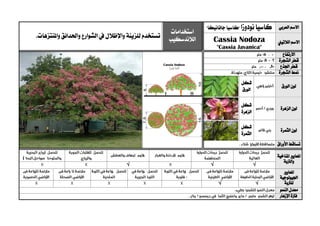 ‫العربي‬ ‫االسم‬‫كاسيا‬‫نودوزا‬"‫جافانيكا‬‫"كاسيا‬
‫استخدامات‬
‫الالندسكيب‬‫للزينة‬ ‫تستخدم‬‫واإلظالل‬‫واحلدائ‬ ‫الشوارع‬ ‫يف‬‫واملنتزهات‬ ‫ق‬.
‫الالتيين‬ ‫االسم‬Cassia Nodoza
"Cassia Javanica"
‫االرتفاع‬
‫الشجرة‬ ‫قطر‬
‫اجلذع‬ ‫قطر‬
‫الشجرة‬ ‫منط‬
‫الورق‬ ‫لون‬
‫شكل‬
‫الورق‬
‫الزهرة‬ ‫لون‬
‫شكل‬
‫الزهرة‬
‫الثمرة‬ ‫لون‬
‫شكل‬
‫الثمرة‬
‫األوراق‬ ‫تساقط‬
‫ا‬‫ملعايري‬‫املناخية‬
‫والرتبة‬
√√√
‫ا‬‫ملعايري‬
‫اجليولوجية‬
‫ل‬‫لرتبة‬√√
‫النمو‬ ‫معدل‬
‫اإلزهار‬ ‫فرتة‬
 