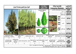 ‫العربي‬ ‫االسم‬‫كازوارينا‬‫مونتانا‬‫استخدامات‬
‫الالندسكيب‬‫شجرة‬.‫الرياح‬‫ومصدات‬‫شجري‬‫سياج‬
‫الالتيين‬ ‫االسم‬Casuarina Montana
‫االرتفاع‬
‫الشجرة‬ ‫قطر‬
‫اجلذع‬ ‫قطر‬
‫الشجرة‬ ‫منط‬
‫الورق‬ ‫لون‬
‫شكل‬
‫األوراق‬
)‫(إبرية‬
‫الزهرة‬ ‫لون‬
‫شكل‬
‫الزهرة‬
‫الثمرة‬ ‫لون‬
‫شكل‬
‫الثمرة‬
‫األوراق‬ ‫تساقط‬
‫ا‬‫ملعايري‬‫املناخية‬
‫والرتبة‬√√√√
‫ا‬‫ملعايري‬
‫اجليولوجية‬
‫ل‬‫لرتبة‬√√√√√√
‫النمو‬ ‫معدل‬
‫اإلزهار‬ ‫فرتة‬
 
