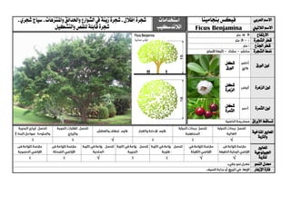 ‫العربي‬ ‫االسم‬‫بنجامينا‬ ‫فيكس‬‫استخدامات‬
‫الالندسكيب‬
‫إظالل‬‫شجرة‬-‫زينة‬‫شجرة‬‫واملنتزهات‬‫واحلدائق‬‫الشوارع‬‫يف‬-‫شجري‬‫سياج‬-
‫شج‬‫والتشكيل‬‫للقص‬‫قابلة‬‫رة‬ ‫الالتيين‬ ‫االسم‬Ficus Benjamina
‫االرتفاع‬
‫الشجرة‬ ‫قطر‬
‫اجلذع‬ ‫قطر‬
‫الشجرة‬ ‫منط‬
‫الورق‬ ‫لون‬‫شكل‬
‫الورق‬
‫الزهرة‬ ‫لون‬‫شكل‬
‫الزهرة‬
‫الثمرة‬ ‫لون‬‫شكل‬
‫الثمرة‬
‫األوراق‬ ‫تساقط‬
‫ا‬‫ملعايري‬‫املناخية‬
‫والرتبة‬
√√
‫ا‬‫ملعايري‬
‫اجليولوجية‬
‫ل‬‫لرتبة‬√√√
‫النمو‬ ‫معدل‬
‫اإلزهار‬ ‫فرتة‬
 