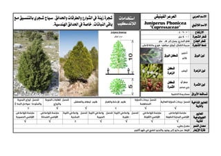 ‫العربي‬ ‫االسم‬‫الفينيقي‬‫العرعر‬‫استخدامات‬
‫الالندسكيب‬
‫زينة‬ ‫شجرة‬‫واحلدائق‬ ‫والطرقات‬ ‫الشوارع‬ ‫يف‬‫ب‬ ‫شيجري‬ ‫سيياج‬ ،‫مي‬ ‫التنسييق‬
‫النباتات‬‫باقي‬،‫اهلندسية‬‫احلدائق‬‫يف‬‫خاصة‬. ‫الالتيين‬ ‫االسم‬Juniperus Phonicea
"Cupressaceae"
‫االرتفاع‬
‫الشجرة‬ ‫قطر‬
‫اجلذع‬ ‫قطر‬
‫الشجرة‬ ‫منط‬
‫الورق‬ ‫لون‬‫الورق‬ ‫شكل‬
‫الزهرة‬ ‫لون‬
‫شكل‬
‫الزهرة‬
‫الثمرة‬ ‫لون‬
‫شكل‬
‫الثمرة‬
‫ت‬‫األوراق‬ ‫ساقط‬
‫ا‬‫ملعايري‬‫املناخية‬
‫والرتبة‬
√√√√
‫ا‬‫ملعايري‬
‫اجليولوجية‬
‫ل‬‫لرتبة‬√√√√√√
‫النمو‬ ‫معدل‬
‫اإلزهار‬ ‫فرتة‬
 