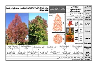 ‫العربي‬ ‫االسم‬‫ليكودامرب‬
‫الالندسكيب‬‫استخدامات‬‫ية‬‫ي‬‫زين‬‫يجرة‬‫ي‬‫ش‬‫يات‬‫ي‬‫واملنتزه‬‫يدائق‬‫ي‬‫واحل‬‫يوارع‬‫ي‬‫الش‬‫يف‬.‫يازل‬‫ي‬‫املن‬‫يدائق‬‫ي‬‫وح‬‫يجرة‬‫ي‬‫ش‬
‫ممتازة‬‫تظليل‬. ‫الالتيين‬ ‫االسم‬Liquidambar
Styraciflua
‫االرتفاع‬
‫الشجرة‬ ‫قطر‬
‫اجلذع‬ ‫قطر‬
‫الشجرة‬ ‫منط‬
‫الورق‬ ‫لون‬
‫شكل‬
‫الورق‬
‫الزهرة‬ ‫لون‬
‫شكل‬
‫الزهرة‬
‫الثمرة‬ ‫لون‬
‫شكل‬
‫الثمرة‬
‫األوراق‬ ‫تساقط‬
‫ا‬‫ملعايري‬‫املناخية‬
‫والرتبة‬
√√√
‫ا‬‫ملعايري‬
‫اجليولوجية‬
‫ل‬‫لرتبة‬√√√
‫النمو‬ ‫معدل‬
‫اإلزهار‬ ‫فرتة‬
 